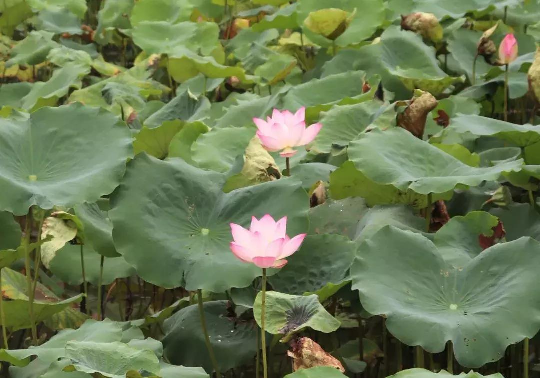 又到一年赏荷季又见荷花,广州莲花山荷花