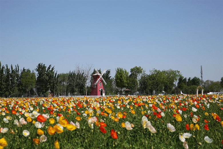 北京4月踏青的地方丰台区有哪些,丰台踏青好去处