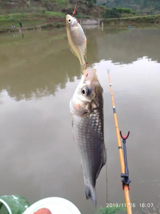 本汀宗师仙羽,本汀太极宗师仙羽鱼竿测试