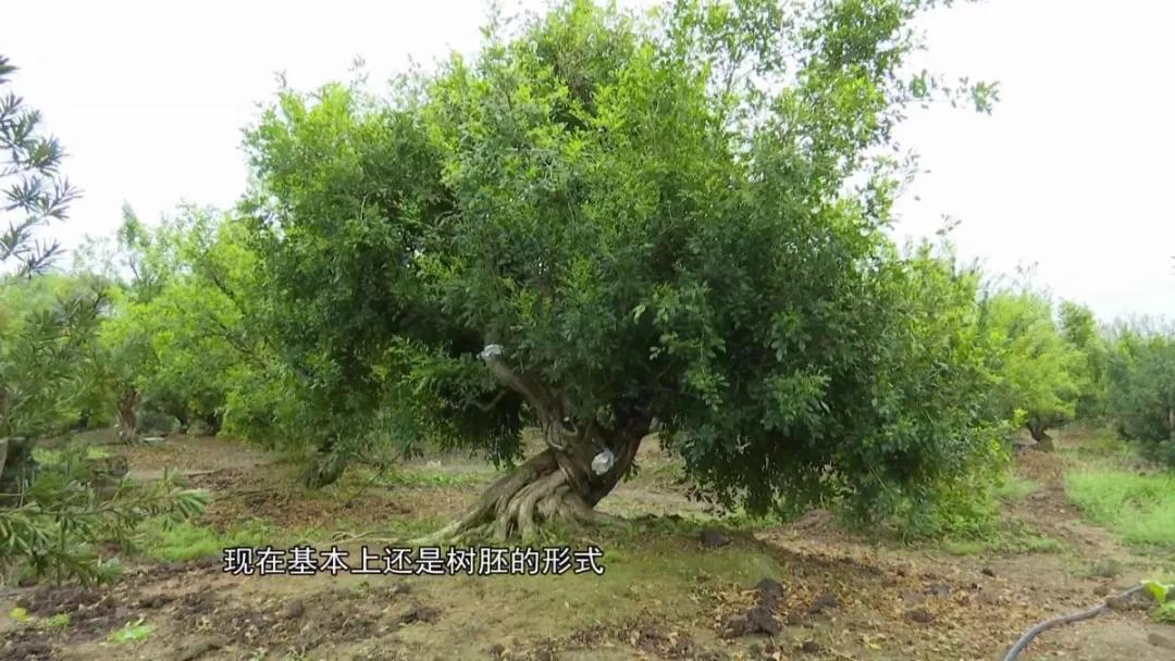 罗汉松树盆景精品欣赏,广州罗汉松盆景