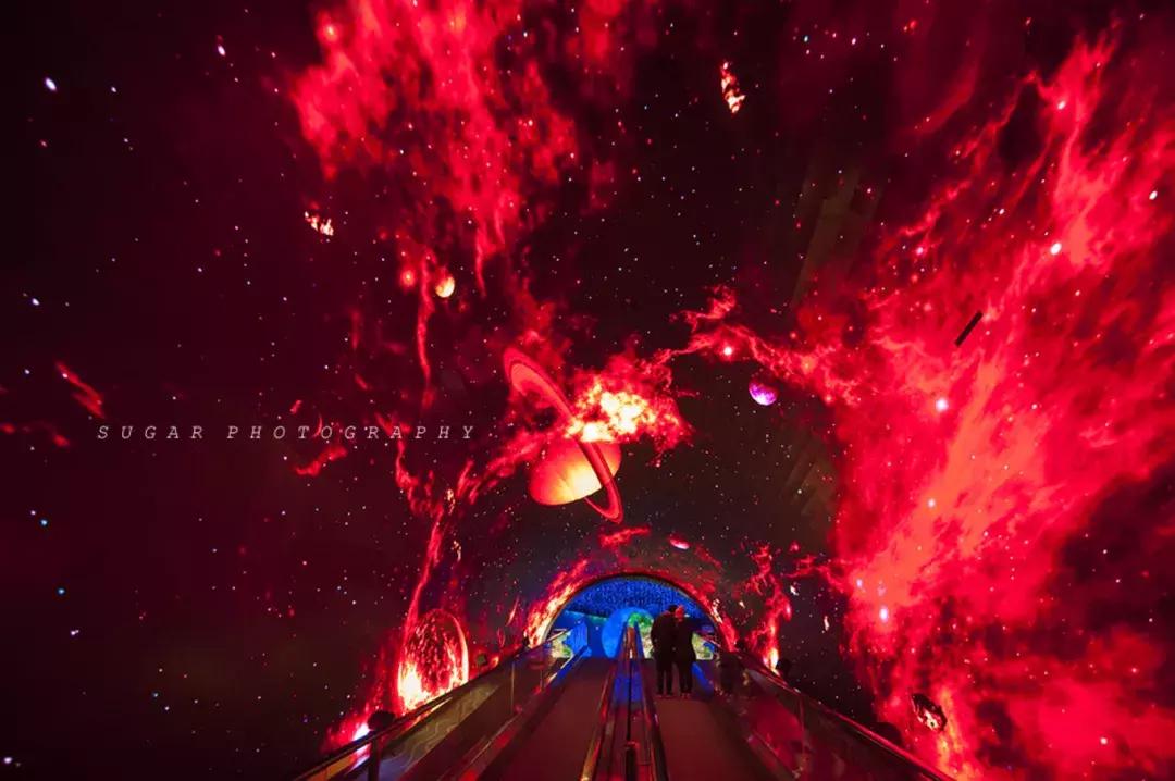 「亲子游」与万千海洋动物一起，夜宿探索极地海洋之美