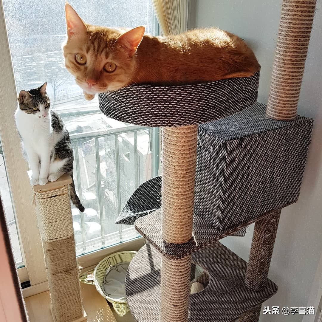 没绝育的公猫想要带回老家,没绝育的公猫很瘦