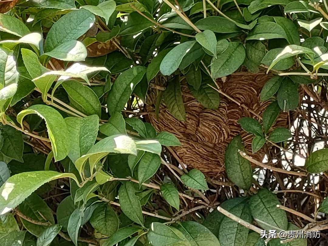 马蜂住山顶还是山脚下,马蜂能盖房子吗