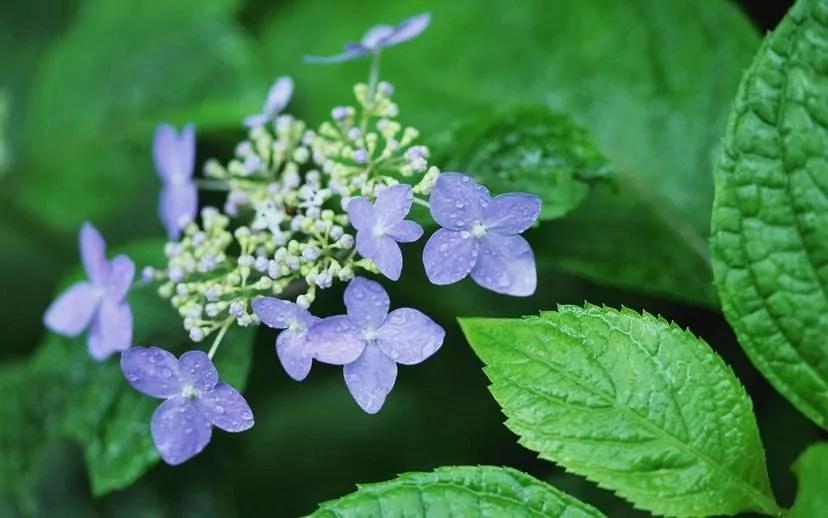 世间发生的一切都是好事,世间美好都会恰逢其时