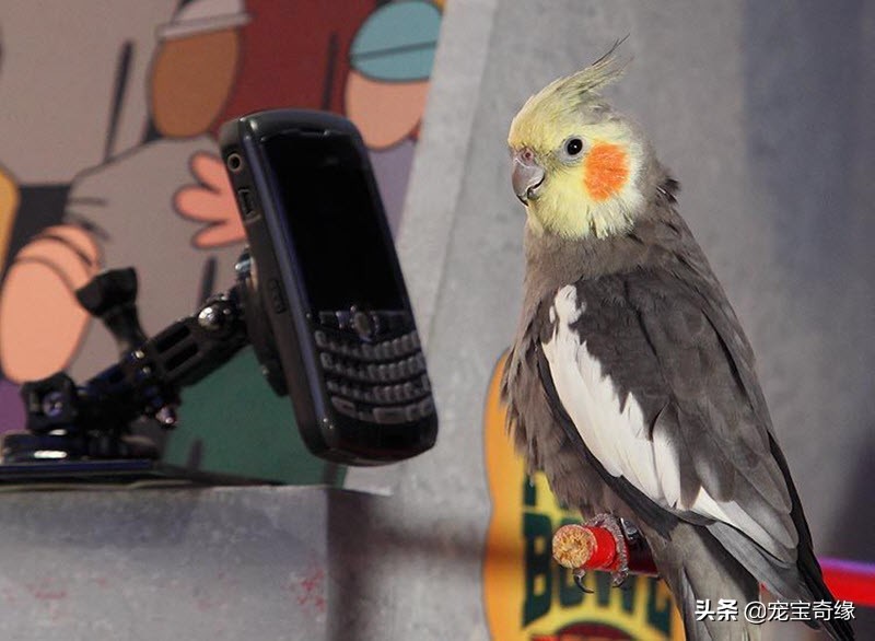 缇庡浗鐘被澶ц禌,缇庡浗鐙楃嫍姣旇禌缁艰壓