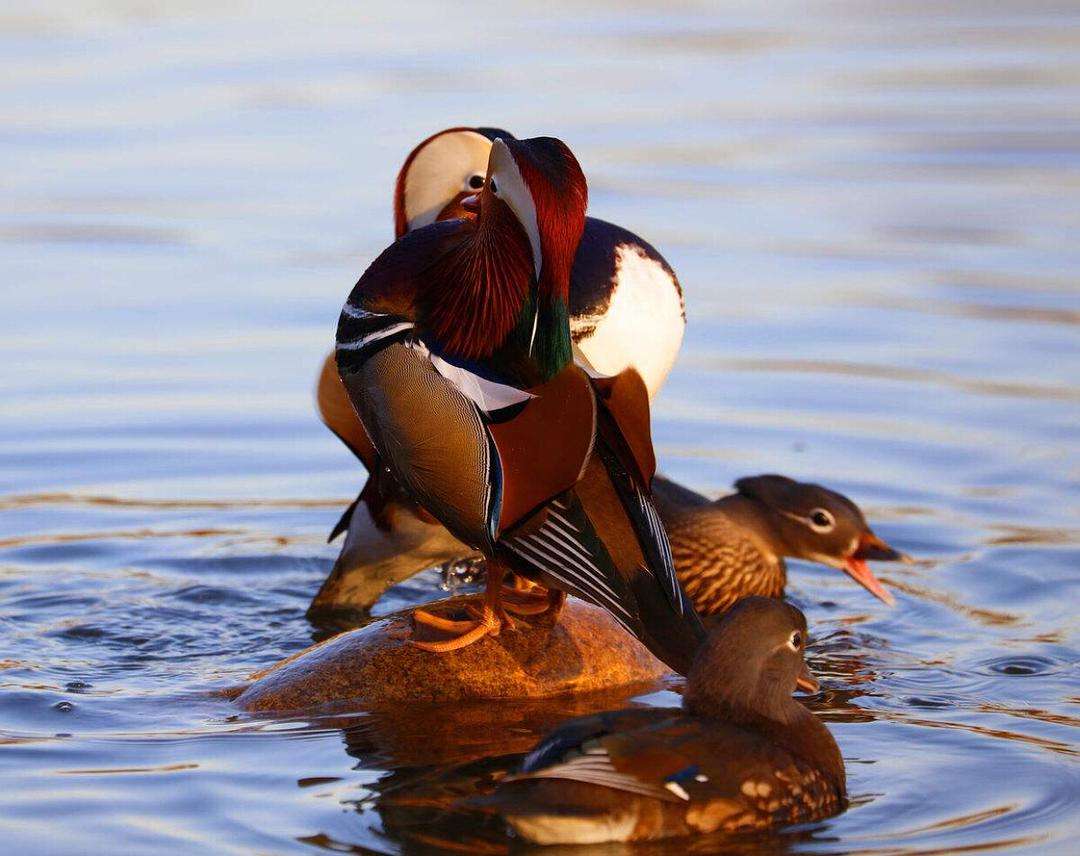 终身一夫一妻动物有哪些,终生一夫一妻的动物