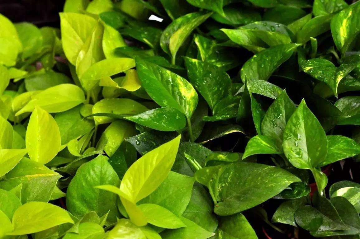 绿萝春季要黄叶,绿萝黄叶死养才能更旺盛