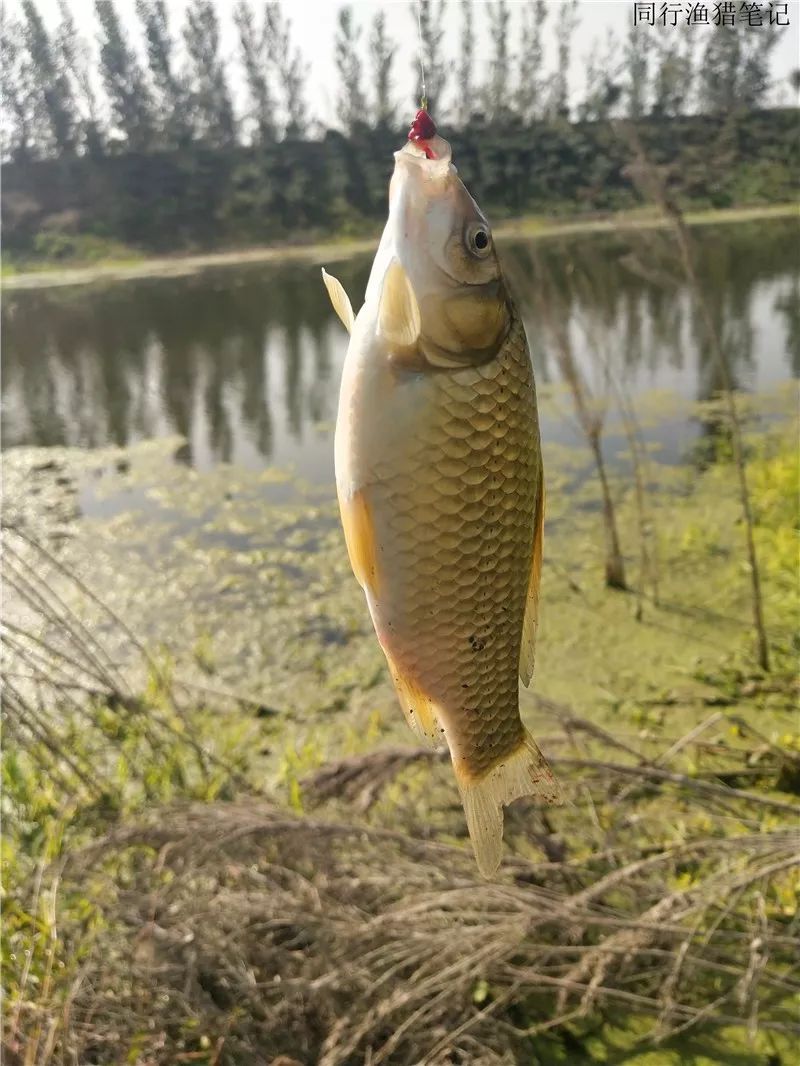 2019钓鲫鱼视频全集,钓鲫鱼的笔记