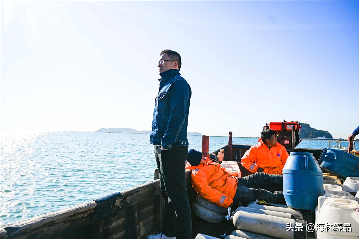 野生海参探店,野生海参采捕视频大全