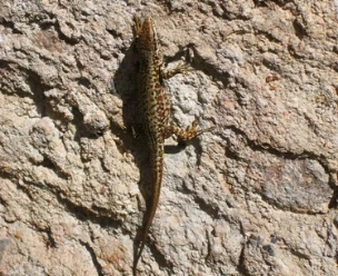 鐖北铏庣殑澹佽檸,鐖北铏庣殑鍙舵焺