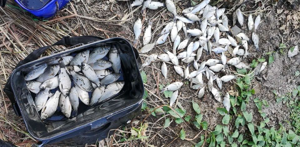 冷空气降温要几天鱼才会开口,冷空气后鱼要多久开口