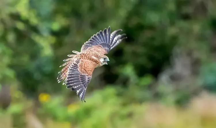 2023款铃木隼骑行感受,铃木隼改装合集