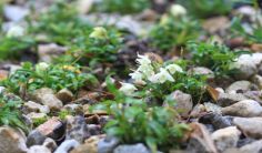 怎么样选好的石斛,什么品牌的石斛最好