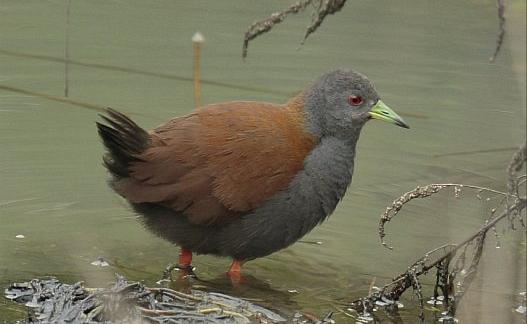 广东常见鸟类图谱图文,广东常见鸟类图谱