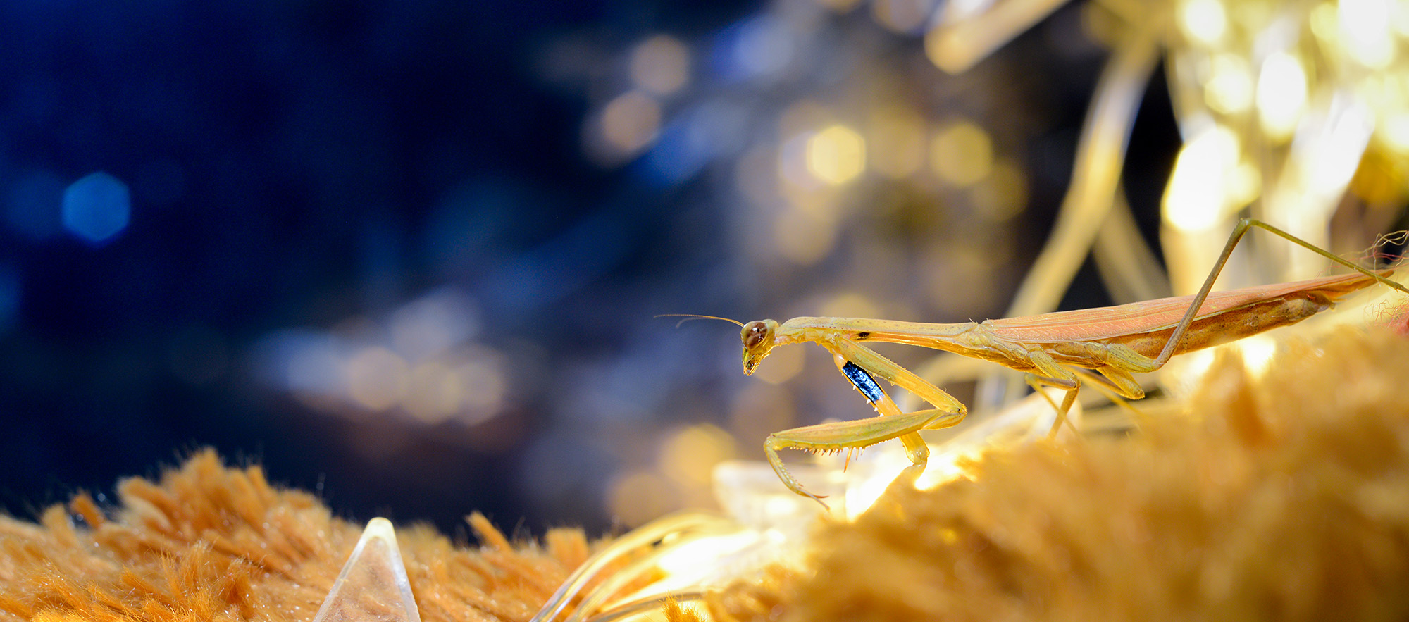 尼康2021年新相机,尼康2021年新相机及镜头展望