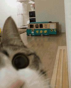 摸猫咪的时候它一直哼哼,要摸猫咪的时候猫咪老是躲怎么办