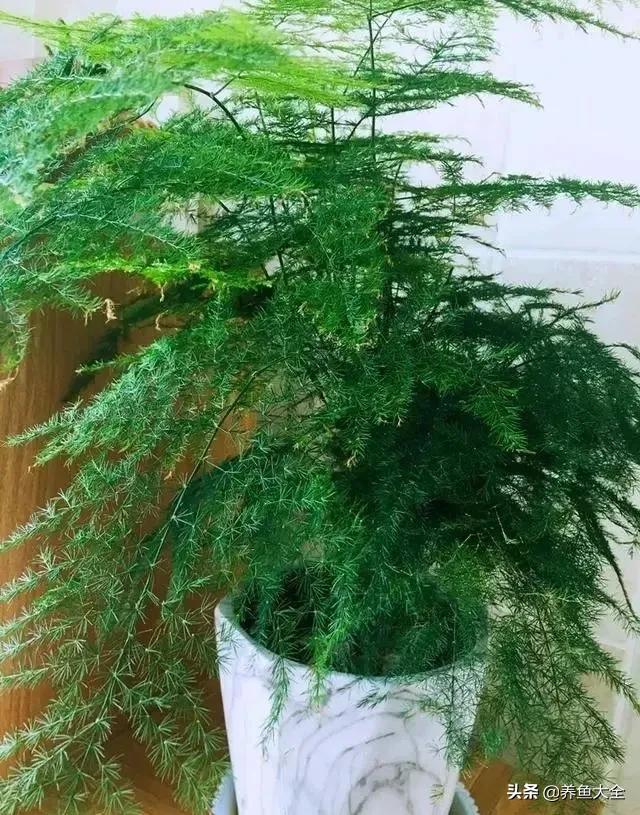 花卉盆栽的造型和修剪技术,盆栽花卉修剪方法