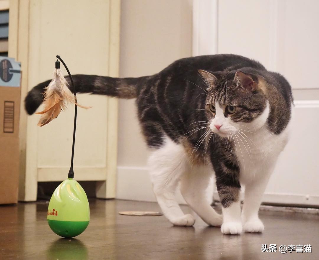 铲屎官必备猫玩具大全 (猫咪必备的10种玩具)