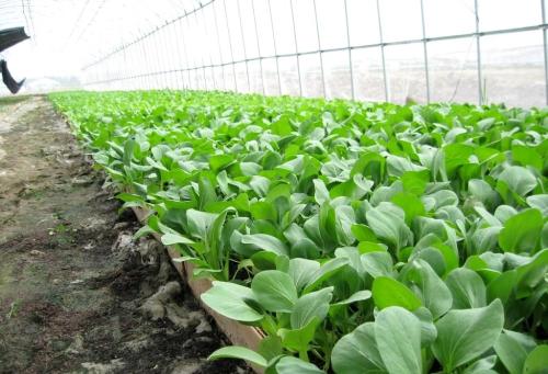 白菜遮阳网覆盖栽培,白菜夏秋早熟地膜露天种植技术