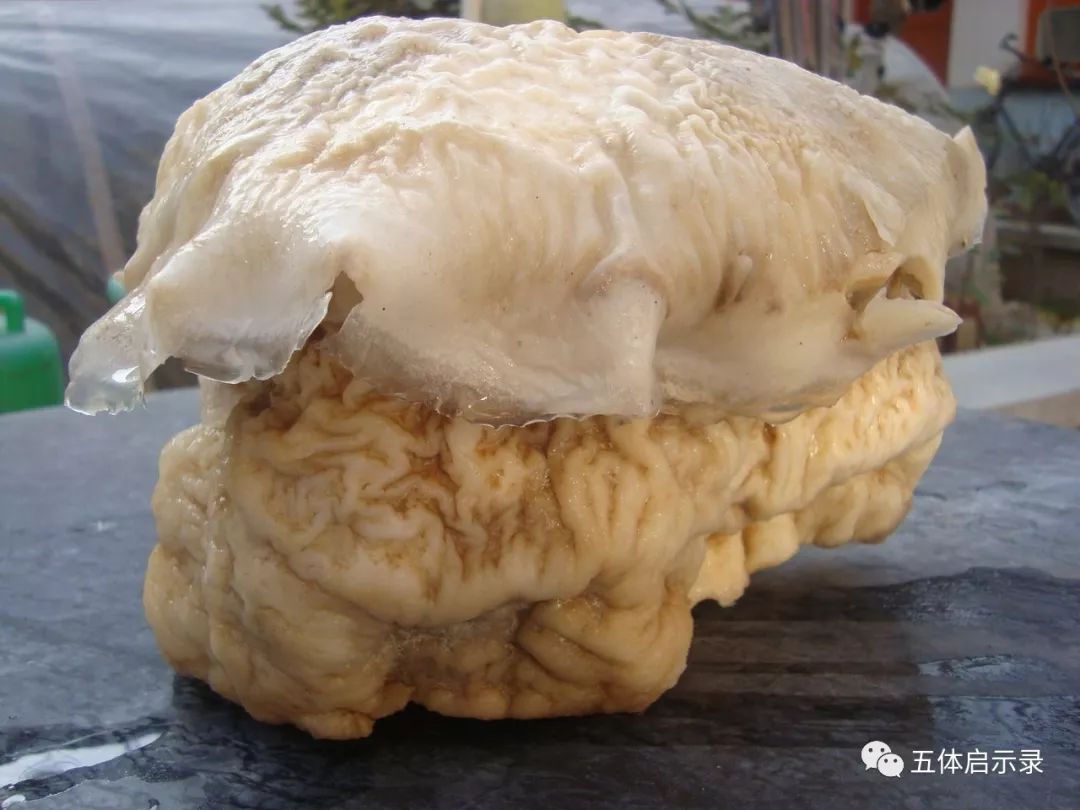 犯太岁中的太岁到底是啥,太岁到底是什么怎么就犯太岁了呢