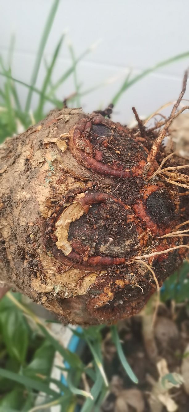 发财树怎样养成啤酒肚,发财树