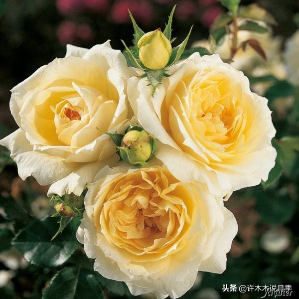 十大浓香切花月季,好看好养的月季品种推荐