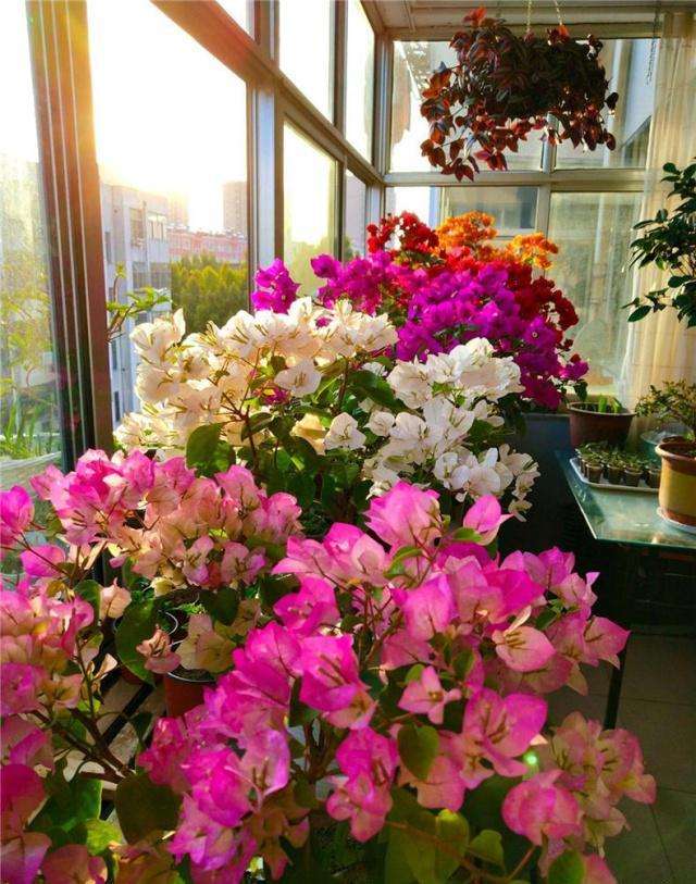 多头蔷薇爬藤一株能长多少,爬藤蔷薇一颗种子就是一株吗