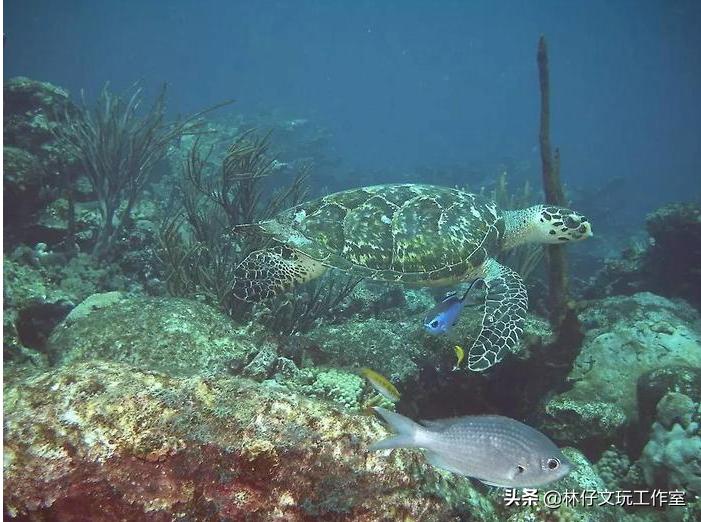 玳瑁保持颜色是如何处理的,为什么玳瑁一般人最好别碰