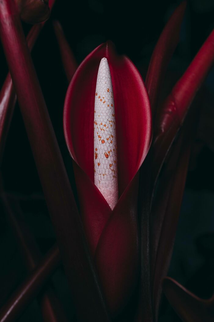 40种国外“活久未见”的花，有的专门吃昆虫，连小青蛙都不放过