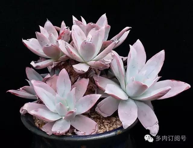 谈一谈多肉植物中的“三仙”，你了解吗