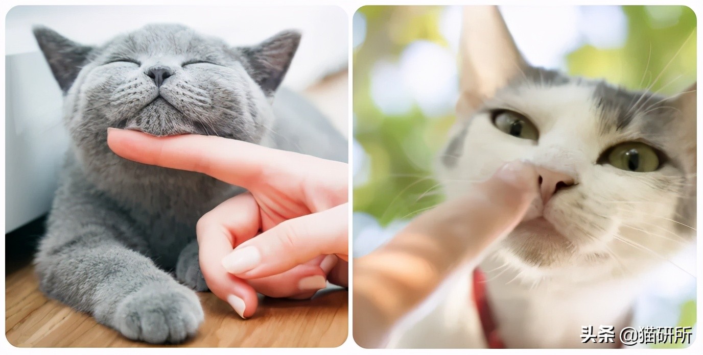 怎样让猫咪远离一个地方,怎么让猫咪远离耳螨