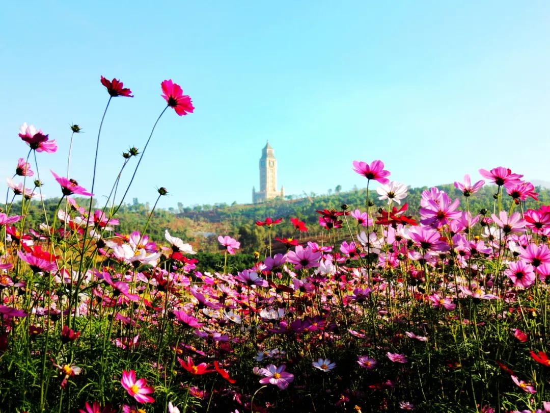 开远凤凰生态公园,开远市凤凰生态公园面积多少