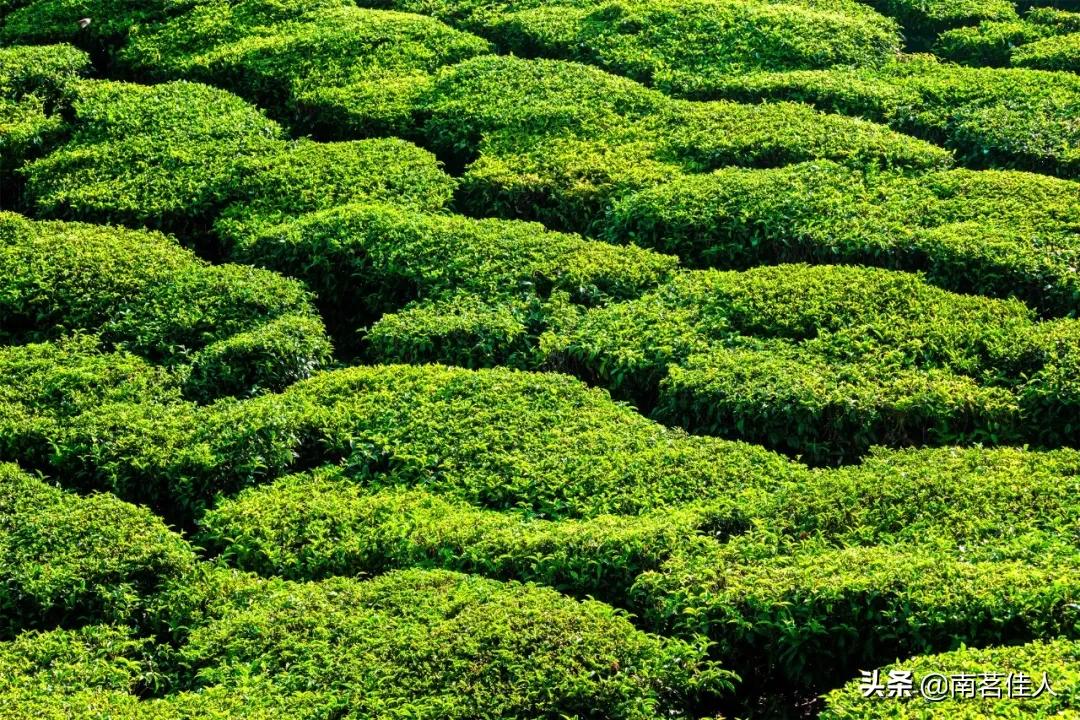 普洱茶的一级类目是什么,普洱茶一山一味的典型代表