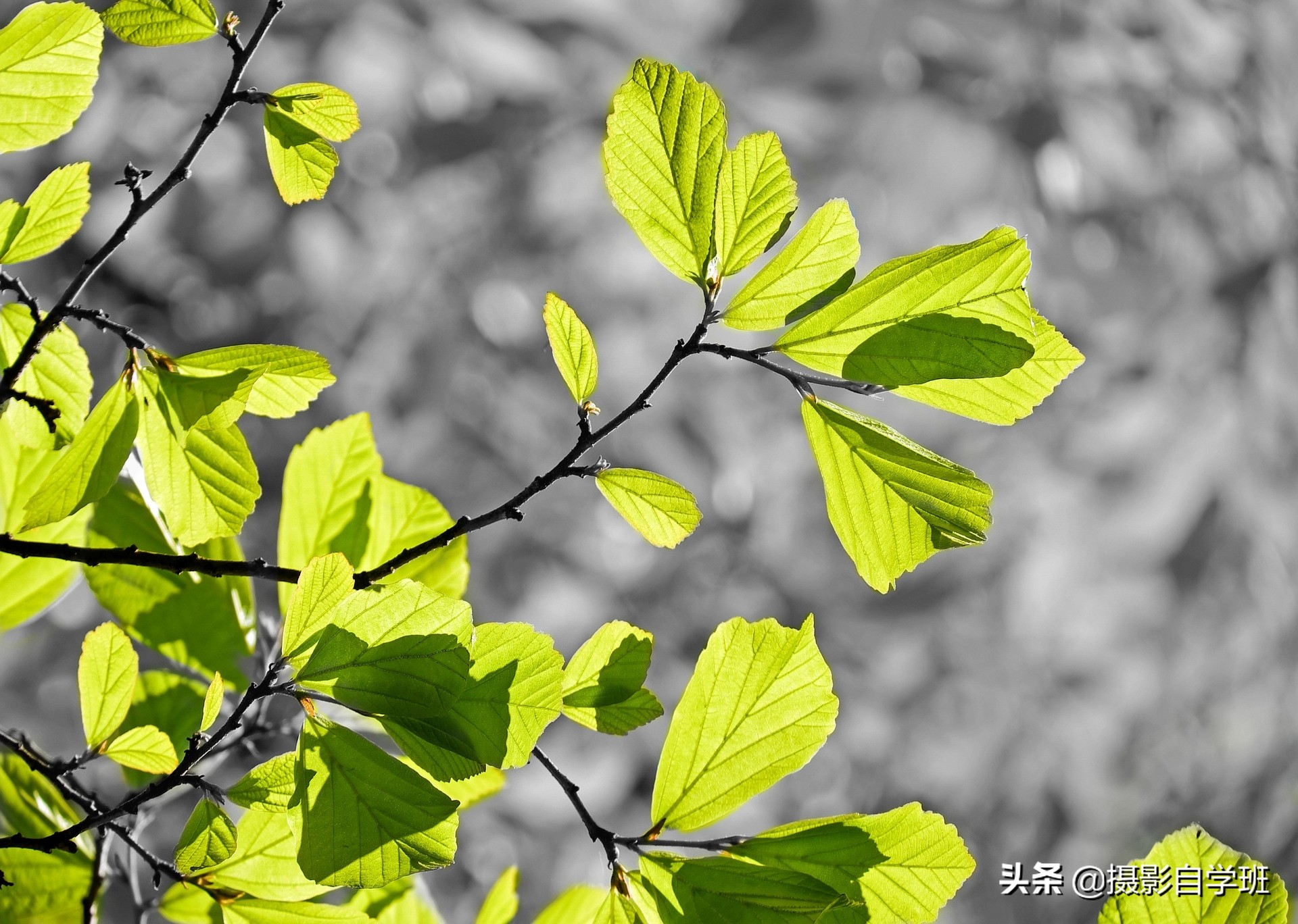 怎么拍出有质感的植物,如何拍出植物特别绿