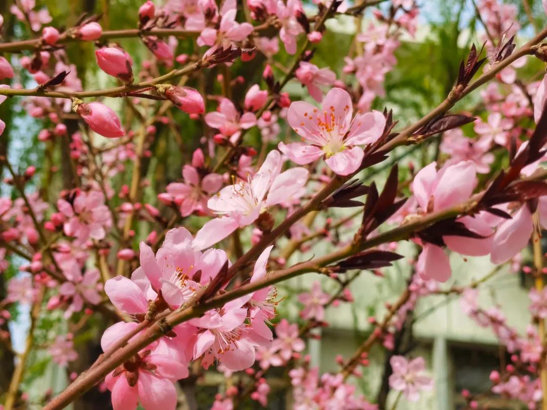 石景山公园绿地景观效果,石景山网红打卡地夜景