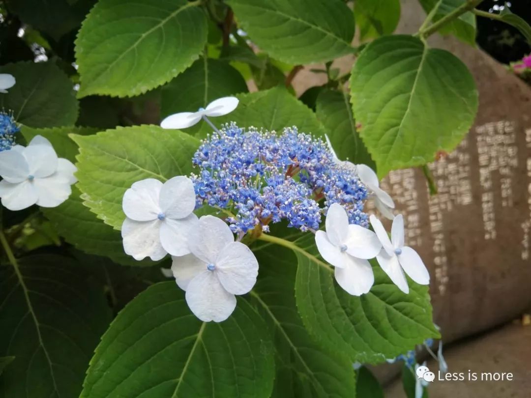 韩国济州岛五天攻略,韩国济州岛旅游详细攻略