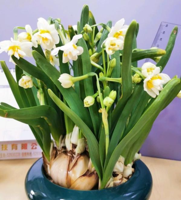 水培水仙花后土培不会再复花了吗,养水仙花怎样施肥