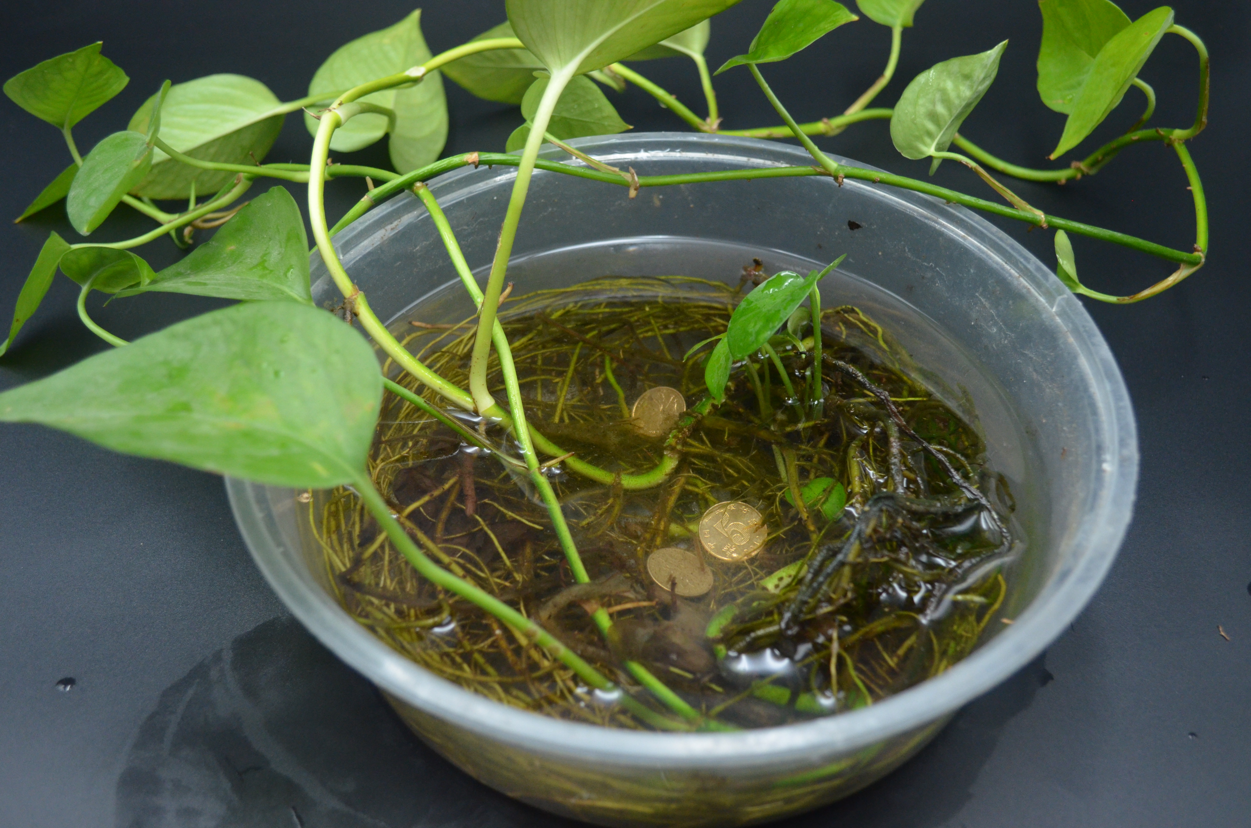 5角硬币放在墙角上有什么讲究,墙角扔五角硬币的禁忌