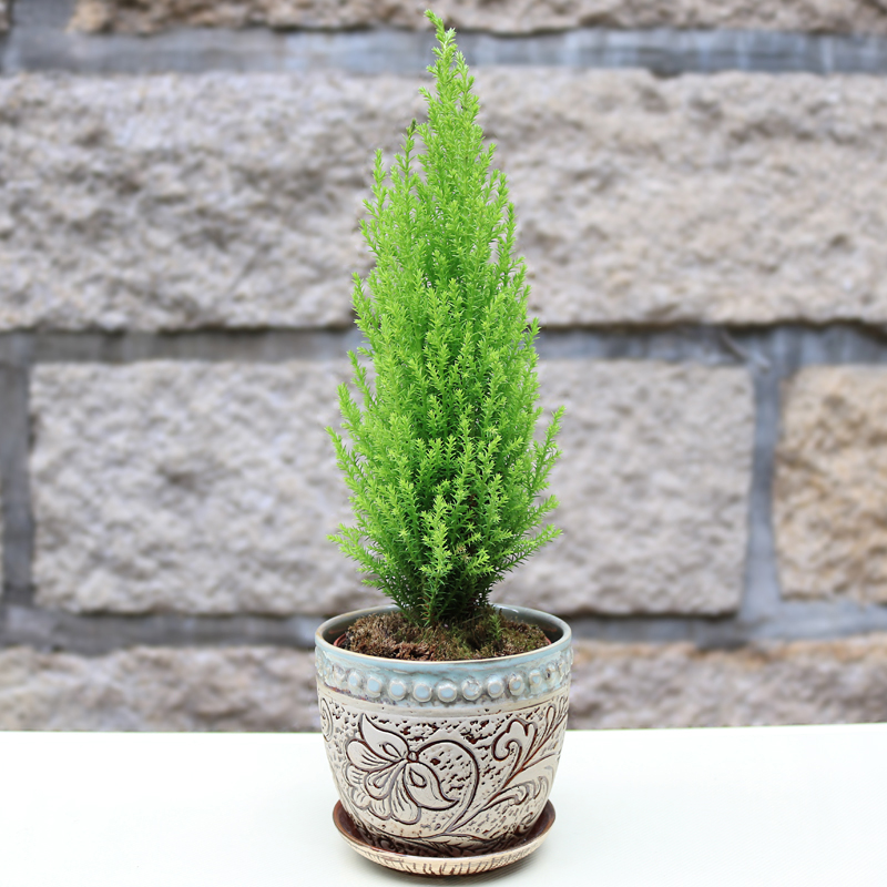 100种绿植大全,50种盆栽绿植花卉大全