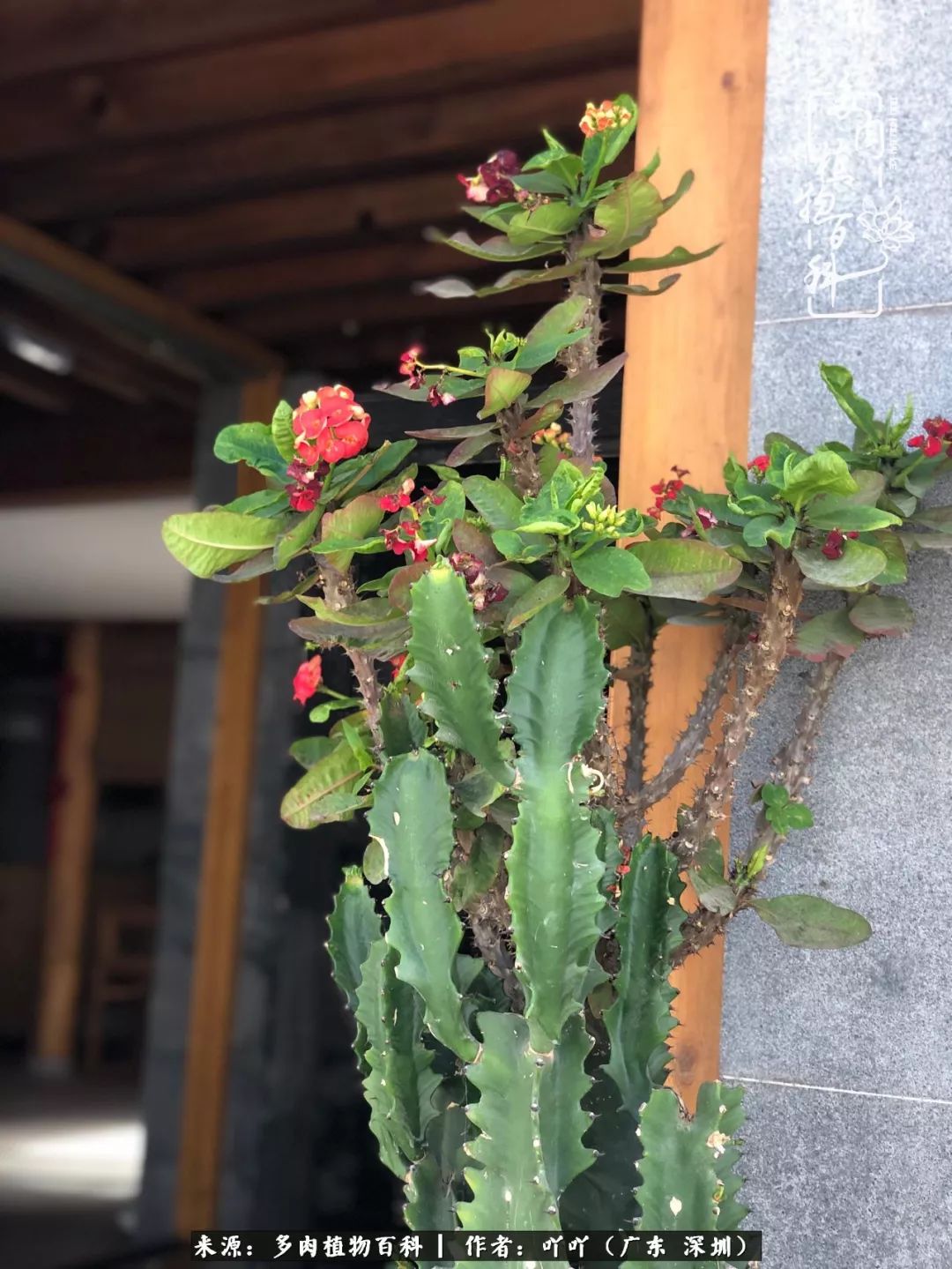 涓冨僵浜戝崡澶氳倝,浜戝崡澶氳倝涔嬫梾