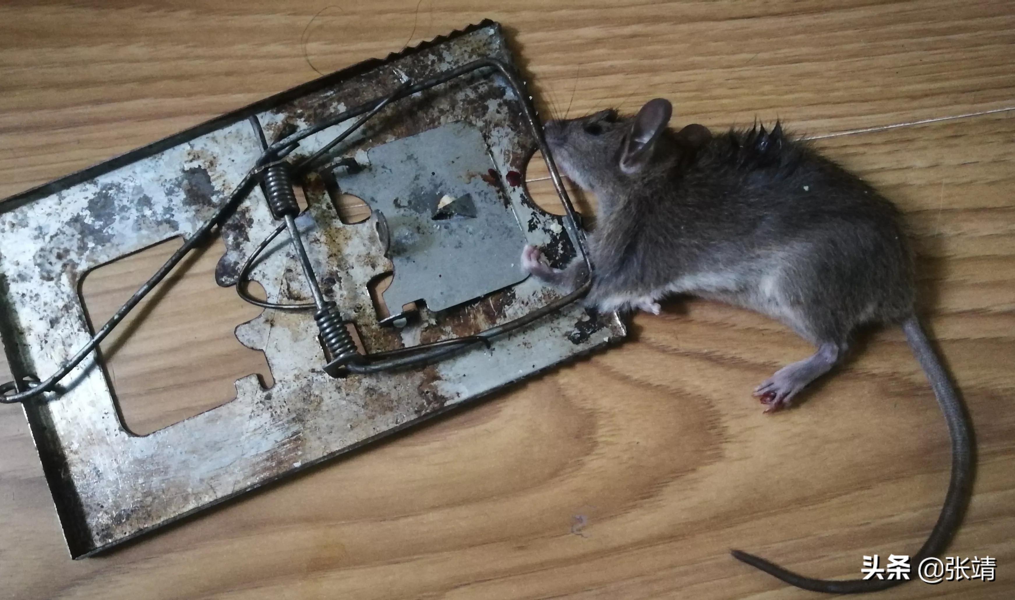 老鼠进家了怎么才能抓住,老鼠进家该找谁处理