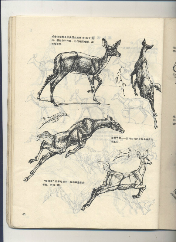 一百幅动物素描,近百幅动物画