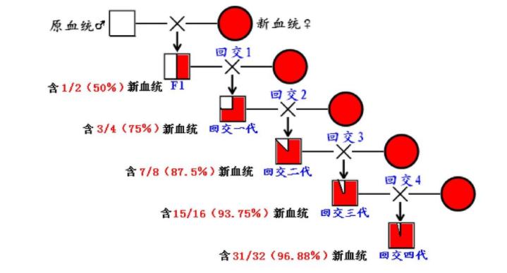 人类*亲近**不能繁殖，为什么却让狗“回交”？这不违反伦理道德吗？
