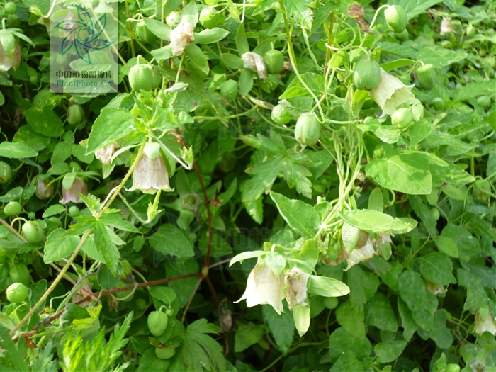 中药材科普及其功效,党参中药简介