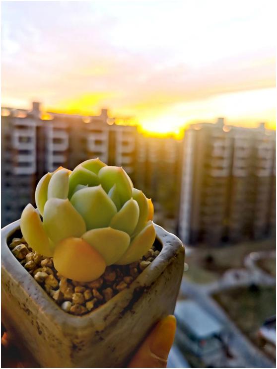 多肉虐我千百遍，我待多肉如初恋