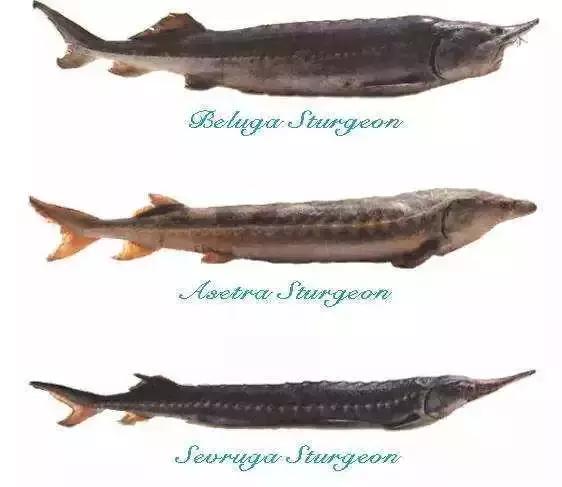 有了前法国第一夫人的百元“黑科技”眼霜,我把3000块眼霜扔了!