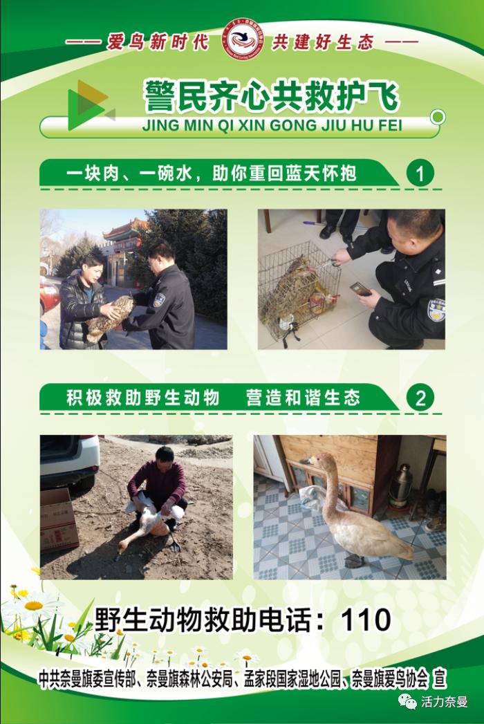 爱鸟周爱鸟护鸟,爱鸟周活动的目的是爱鸟护鸟吗