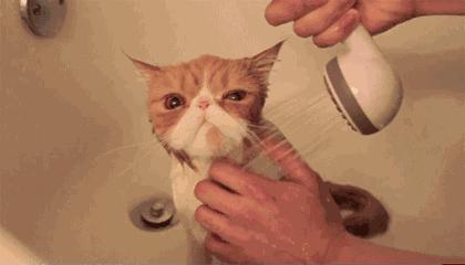 猫咪特别怕水是不是就不能洗澡,不怕洗澡的猫咪