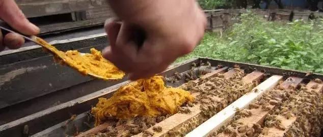 养蜂的技巧和饲喂方法,养蜂全自动饲喂器教程