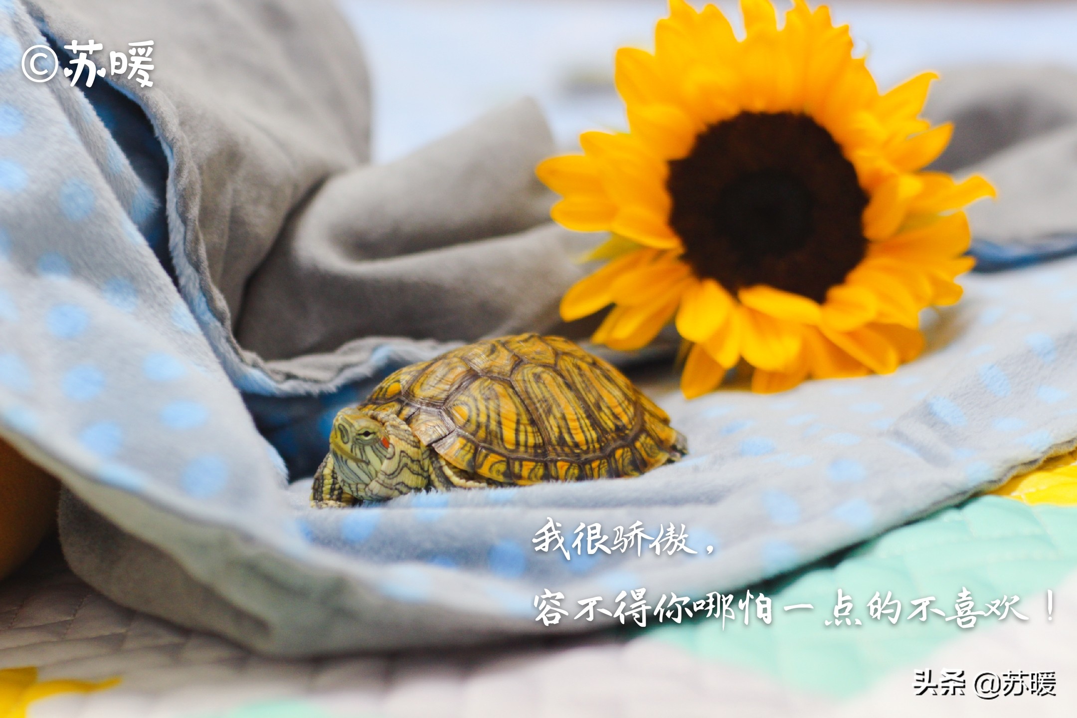 百多邦能治疗乌龟腐皮吗,阿莫西林治疗乌龟腐皮